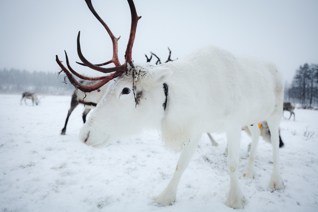White reindeer at Kujala Reindeer Farm. Photo Mikko Santasalo